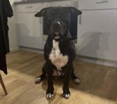 American staffordshire terrier 