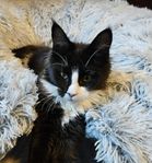 maine coon kattungar