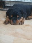 underbar rottweiler valp hane