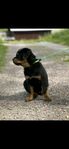 underbar rottweiler valp hane 9v 