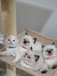 Ragdoll kattungar 