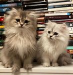 Bernard och Bianca 