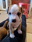 Söta amstaff valpar lev. klara 17/6