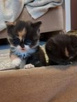 kattunge