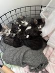 Kattungar