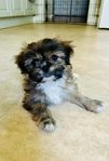  Charmig Shih tzu mix tik 