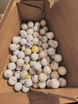 130 st Florida bollar golfbollar