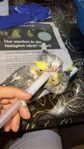 nymfparakit fåglar 