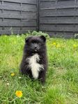 pomeranian blandras 