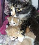 fluffiga kattungar 