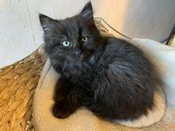 Kattungar, 50% Ragdoll, söker nya hem