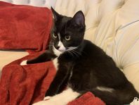 Kastrerad hankatt, 25% Ragdoll, söker nytt hem