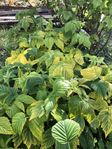 hallonplanta