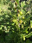 krusbär planta