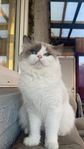 Hona katt
