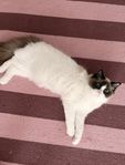 Kattunge Ragdollblandning