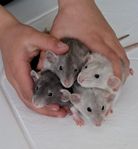 råttungar