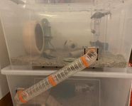 Hamsterbur