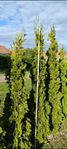 Thuja smaragd 