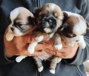 Shih-Tzu valpar 
