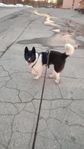 Fin hund 