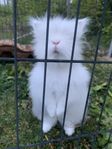 Dvärgteddy hane