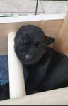 Labrador blandisar