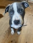 Fin valp amstaff & american bully tik