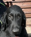 Flatcoated retriever