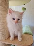 kattungar 