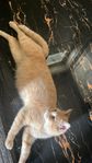 katt