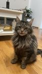 Norsk skogkatt/ bondkatt