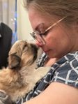 Renrasig Shih Tzu
