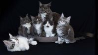 Maine Coon- 3 kattungar