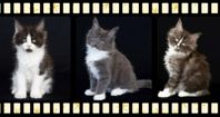 Maine Coon med stamtavla