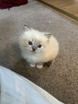 ragdoll kattungar 
