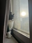 Maine coone/ Ragdoll hane