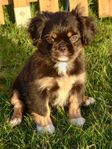 Coola killar Pugalier mix valpar