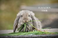 Renrasiga Fransk vädur