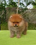 Pomeranian hanvalp SKK reg