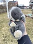 Renrasiga dvärgvädursungar 