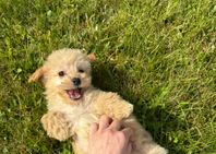 Maltipoo