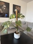 Monstera thai constellation