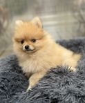 SKK reg Pomeranian valp 