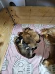 Tysk spets / Mittelspitz valpar 