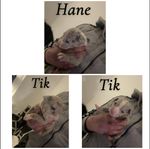 amstaff/bully xl valpar