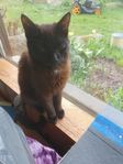 Hankatt ca 1år säljes!