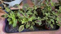 Palettblad Coleus