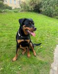 fodervärd sökes till rottweiler 