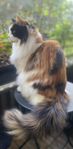 Maine Coon (stamtavla) - Omplacering